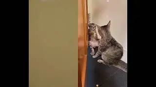 V&iacute;deo cacetadas.😹