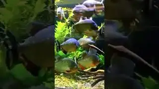 cute animals transformation☠️ #imabigkidnow #growing_up