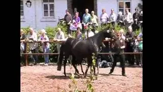 Trakehner Fohlenschau H&auml;melschenburg  Winterfee (Al Ashar x Witney von EH Tuareg)