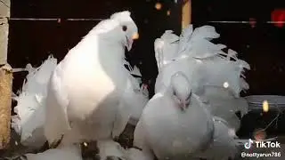 Isiq tera love you song