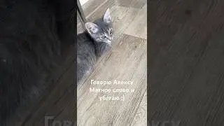 Он даже не моргнул 🗿 #stealabrainrot #music #хзчтоснимать #роблокс #ответ #rblx