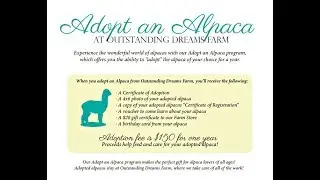 Adopt An Alpaca Program