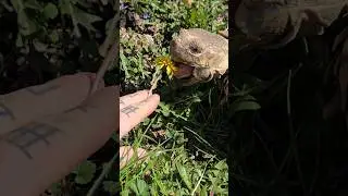 Sulcata Tortoise Shell Surgery