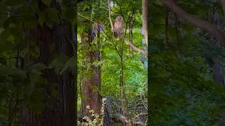 David Attenborough narrating an￼ owl take a poo￼