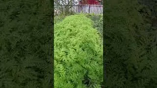КРАСАВИЦА ФАЦЕЛИЯ ДАСТ ВАШЕЙ ПОЧВЕ ВСЕ НЕОБХОДИМОЕ!