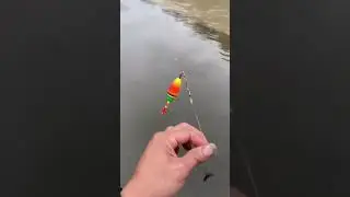 MANCING NILA DI SUNGAI TAIWAN ‼️ #fishing  #shorts #shortvideo #short #trending #viral #tki #taiwan