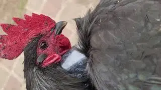 Closer up Jersey Giant Rooster!