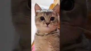 cats getting goofier #cat #shorts #fyp #goofy #goofycat #goofyanimals #silly #sillycats #sillyedit