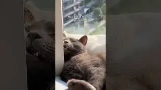 My cat loves sleeping in the sun