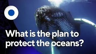 How to Protect the Ocean: A Comprehensive Guide to Conservation. The How-To Academy. #oceanlife