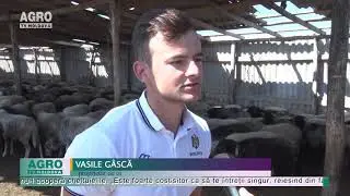 Mai puțin lapte de oi din cauza secetei – AGRO TV News