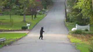 Walking bear