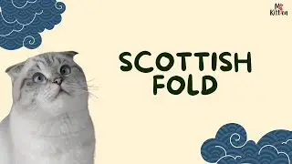 Scottish Fold Cat Price in India 🐱 | Breeders & Scottish Fold Kittens for Sale :Mykitten.in