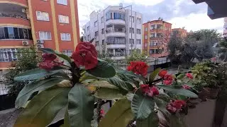 EKSİ SEKİZ DE BİLE DAYANIKLILAR MAŞALLAH  EUPHORBİA MİLLİ 