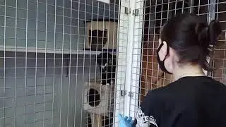 Котик Хухлик (при участии Селены) - Moon River (из к/ф 