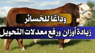 افضل الطرق لزياده الاوزان ورفع معدلات التحويل العجول Increased weight of calves