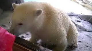 polar bear Hudson at Toronto Zoo #2