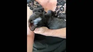 Little Kitten Named Barbie | Save Our Strays