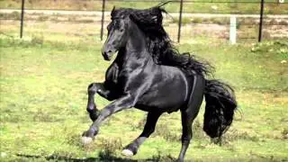 le plus beau cheval du monde