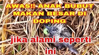 MAKANAN ALAMI LEBIH RAMAH BUAT ANAK BUBUT ILALANG