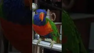 Rainbow Lorikeet 彩虹吸蜜鹦鹉