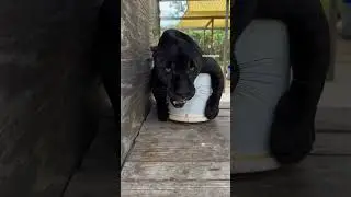 Ataque de Pantera negra 🤯🤯🤯.  #feed #shorts #viral #pantera #animals