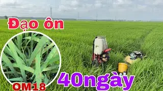 Phun cử làm làm đồng cho lúa đông xuân 