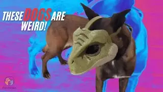 Dogs Are WEIRD