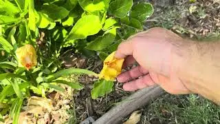 Quick Front Yard Tour 