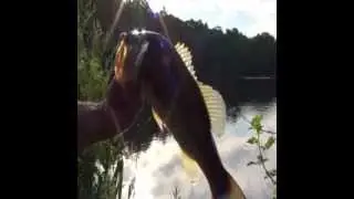 New Mill pond Largemouth-Freshwater fish Long Island