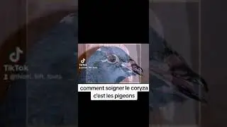 comment traiter le coryza c'est les pigeons en wolof
