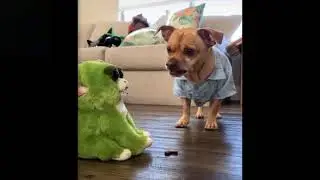 FUNNY DOG VIDOE - Small Dog Growling #short