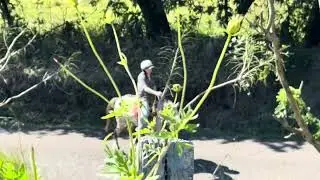 Riding Horses #animals #travel #costarica 