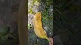 Mensch in Banane😮🍌