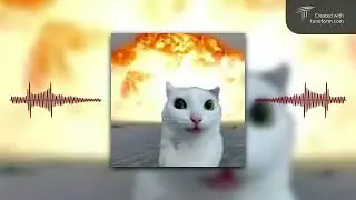 Silly Cat ahh Beat pt 3 The End