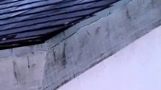 Bats entering roof space at Llaingyfre (slowed to quarter speed)