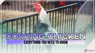 The Dorking Chicken Everything You Need to Know
