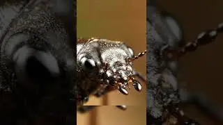 🪲 Stag Beetle Close Up  A Stunning Macro Journey Into Nature&rsquo;s Tiny Architect