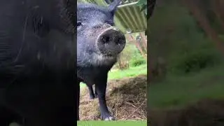 Pig is mouth open #animals #pig #tiktok #virel #ytshorts #trending #shorts #saveanimals