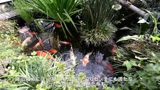 庭池の錦鯉＆濾過池ビオトープ／５年３ヶ月目【飼育日記】'22 神無月 / Japanese Nishiki Koi fish pond & biotope / October 2022