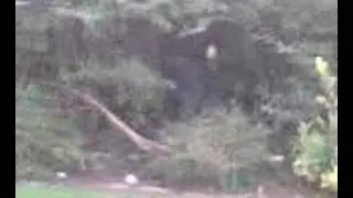marshall randomly jumping in a bush at belmont academy
