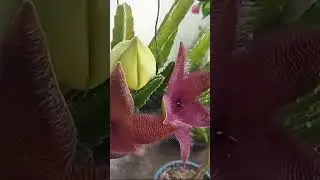 &Eacute; fedorenta mas &eacute; bonita, a aben&ccedil;oada!