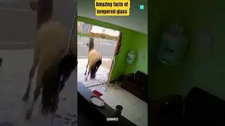 Breaking Tempered Gl@sS#horse#fail or #epicfail#breakingglass#temperedglass#animalvideo
