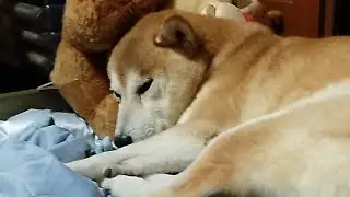 I just want to annoy him. sleeping dog, #Shibalover #snoringdog #silentlive