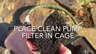 How to Clean water pump to turtle tank