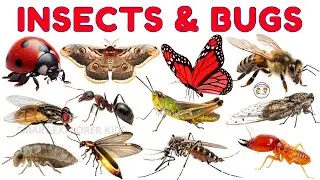 30 Insects & Bugs names in English for Kids 🐞 | STEM Early Learning | Fun Facts for Preschoolers