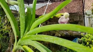 Function of Roots & Leaves in Orchids #talkingaboutorchids #tipsforcaringfororchids