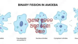 Reproduction in Animals 8 th class science odia medium.#science #reproduction #animals #humanbody 
