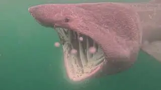 Swimming with basking sharks Keem Beach ⛱️