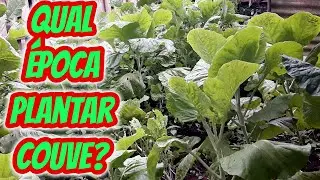 Qual a melhor época do ano para plantar e cultivar couve? Em que mês estação fazer o plantio? Dicas